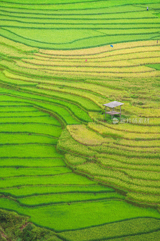 美丽的风景，绿色的稻田准备在越南西北部的梯田日落山在木仓寨，Yen Bai，越南